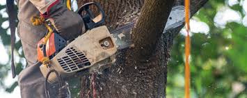  Foster City, CA Tree Care Pros