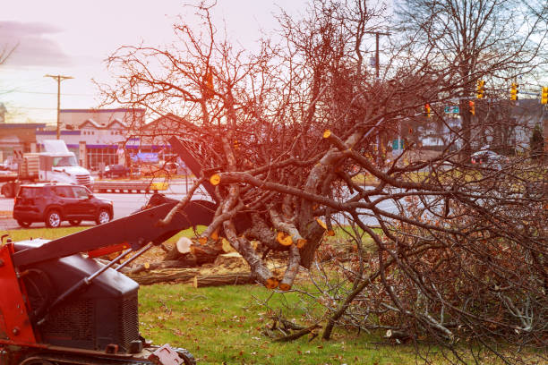 Professional Tree Care in Foster City, CA