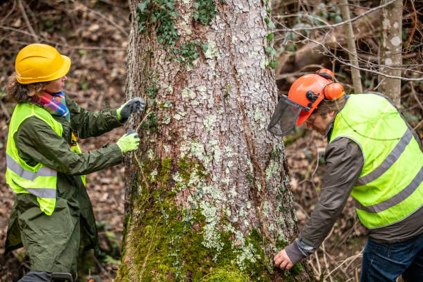 Best Tree Trimming and Pruning  in Foster City, CA