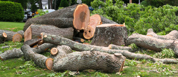 How Our Tree Care Process Works  in  Foster City, CA