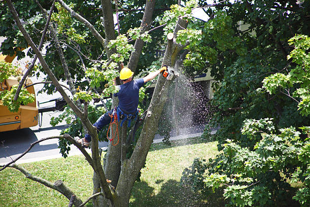 Best Tree Health Inspection  in Foster City, CA