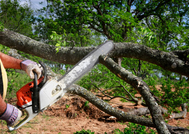 Best Tree Mulching  in Foster City, CA